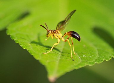 Vespa cassununga Agelaia pallipes
