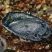 Velella velella
