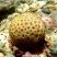 Siderastrea spp
