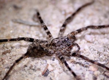 Aranha armadeira