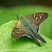 Borboleta Urbanus