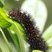 Lagarta de mariposa Arctiinae