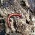Larva de besouro