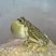 Rhinella granulosa