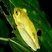 Boana albomarginata
