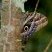 Borboleta do gênero Caligo