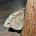 Borboleta marrom