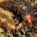 Lesmas marinhas Spurilla braziliana