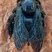 Mamangavas