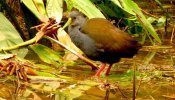 Saracura-sanã (Pardirallus nigricans)