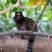 Sagui-do-nordeste