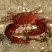 Mithrax hispidus