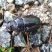 Besouro rinoceronte (Strategus sp)