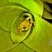 Phyllodytes luteolus