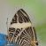 Borboleta Zebra