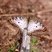 Anartia jatrophae