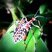 Thasus rutilus