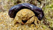 Caranguejo Dromiidae