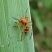 Aranha saltadora