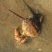 Corystes cassivelaunus