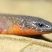 Dryadosaura nordestina