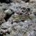 Coryphopterus glaucofraenum