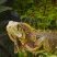 Iguana-verde