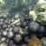 Ouriço roxo