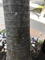Lagartixa americana