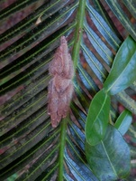 Aranha