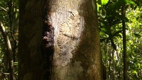 Mariposa imperador