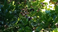 Sagui-de-tufos-brancos