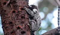 Sagui se alimentando de goma