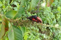 Coleópteros