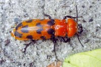 Cissites maculata 1