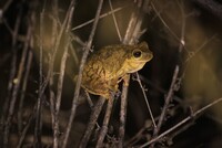 Hypsiboas creptans