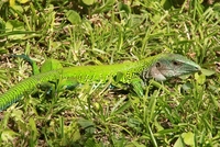 Ameiva ameiva