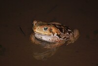 Sapo cururu