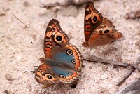 Junonia genoveva