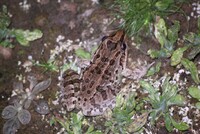 Leptodactylus macrosternum