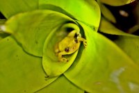 Phyllodytes luteolus