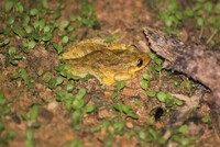 Scinax x signatus