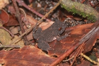 Proceratophrys