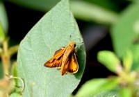Hylephila