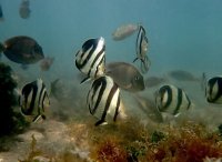 Peixe borboleta listrado