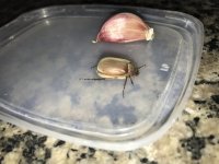 Besouro perto de um dente de alho