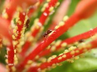 Afídeos amarelos e formigas