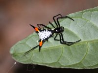 Micrathena schreibersi