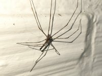 Aranha do corpo fino
