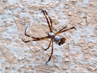 Aranha Argiope